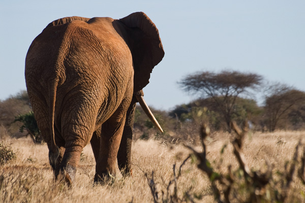 Úton az elefánttemető felé